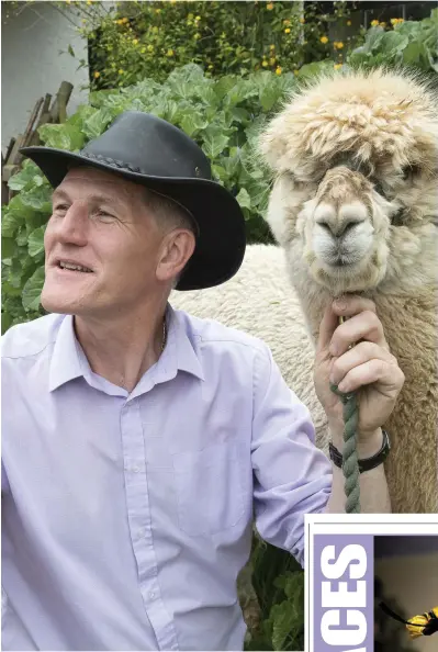  ??  ?? ABOVE AND LEFT: Alpaca Joe – aka Joe Phelan – with two of the members of his flock.