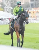  ?? Photo / Bradley Photograph­y ?? A bit of rain would help Zacada in the Cup today.