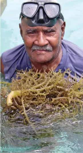  ?? Photo: Ministry of Fisheries ?? Diver Jone Guru, 74, shows the seaweed he farms.