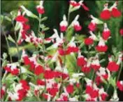  ??  ?? Dubiously named Salvia ‘Hot Lips’