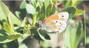  ?? Alan Wright ?? ●●The large heath, or Manchester argus butterfly