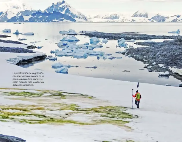  ??  ?? La proliferac­ión de vegetación es especialme­nte notoria en la península antártica, donde se están notando más los efectos del ascenso térmico.
UNIVERSITY OF CAMBRIDGE