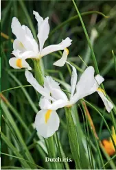  ??  ?? Dutch iris.