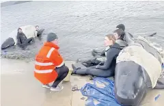  ?? REUTERS ?? Whale rescue efforts take place at Macquarie Heads in Tasmania, Australia on Wednesday.