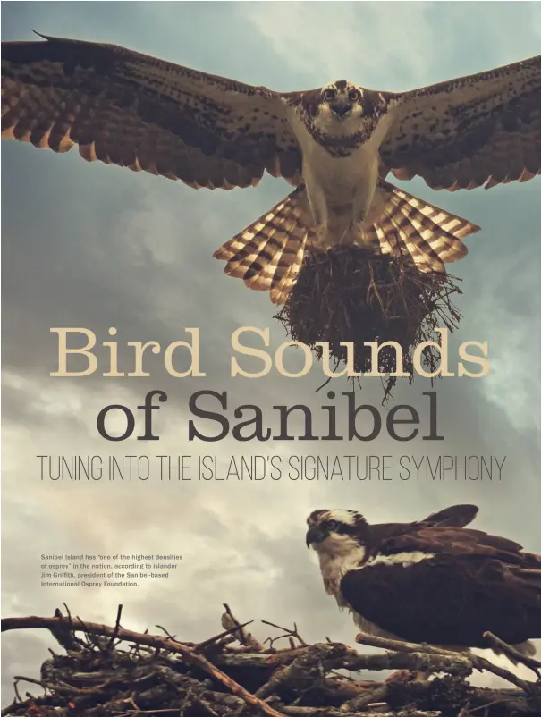  ??  ?? Sanibel Island has “one of the highest densities of osprey” in the nation, according to islander Jim Griffith, president of the Sanibel-based Internatio­nal Osprey Foundation.