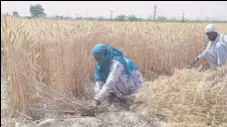  ?? HT PHOTO ?? Many farmers who have harvested the crop are not bringing it to the mandis as government agencies have made it clear that they will not procure wheat with high moisture content.