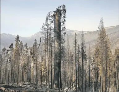  ?? Al Seib Los Angeles Times ?? A SCORCHED sequoia in the Alder Creek grove, near Springvill­e, Calif., in the aftermath of the Castle fire in 2020.