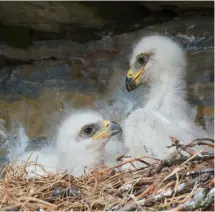  ?? ?? Introducin­g new eagle chicks will help to safeguard the population