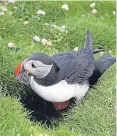  ??  ?? Puffins could be at risk.