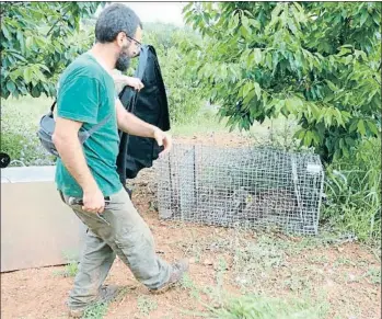  ?? GC ?? Atrapado al segundo día. Litio, el lince que llegó desde el sur de Portugal hasta cerca de Barcelona, fue capturado el miércoles gracias a la instalació­n de jaulas-trampa donde se colocó un conejo vivo para atraer al carnívoro. Luego se le tomaron...