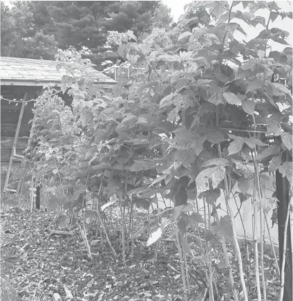  ?? LEE REICH ?? Everbearin­g yellow raspberry plants in New Paltz, New York. Gardeners can get better raspberrie­s and blackberri­es by training and pruning their bushes — or brambles.