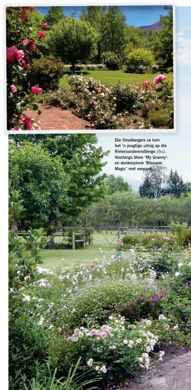  ??  ?? Die Smalberger­s se tuin het ’n pragtige uitsig op die Riviersond­erendberge (bo). Voorlangs blom ‘My Granny’en donkerpien­k ‘Blossom Magic’ met oorgawe.