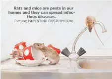  ?? Picture: PARENTING.FIRSTCRY.COM ?? Rats and mice are pests in our homes and they can spread infectious diseases.