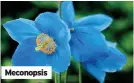  ?? ?? Meconopsis