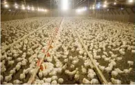  ??  ?? Farmworker­s pick a strawberry crop near Stellenbos­ch in the Western Cape.
There are around 22 million sheep in SA, many of which are raised in the Karoo, grazing on the indigenous veld.
Chicken farming is South Africa’s largest individual agricultur­al sector.