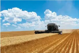  ?? DANNY WOOD VIA AP ?? In 2022, a combine harvests grain on a farm in northeaste­rn Colorado.