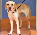  ?? Connecticu­t State Police / Facebook ?? Two-year-old Waffle is the newest member of Troop A. Henry Abbott Technical High School students sold T-shirts to help raise money to purchase her for Troop A.