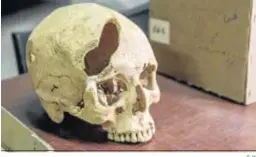  ?? G. H. ?? Un cráneo analizado.