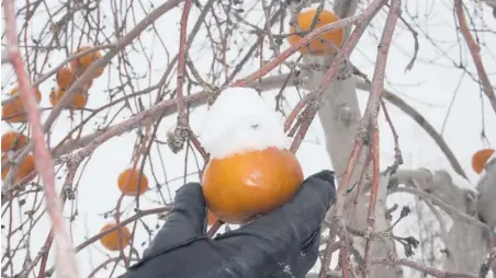  ??  ?? La Face cachée de la pomme est reconnue pour sa production de cidre de glace. L’entreprise d’Hemmingfor­d, en Montérégie, restera en activité jusqu’à la décision d’acceptatio­n ou de refus de sa propositio­n par les créanciers.