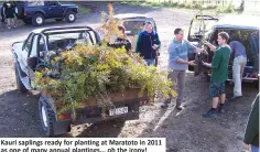  ??  ?? Kauri saplings ready for planting at Maratoto in 2011 as one of many annual plantings... oh the irony!