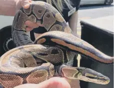  ?? ?? One of the snakes that was abandoned. (Photo: North Yorkshire Police)