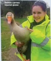  ??  ?? Debbie carries injured goose