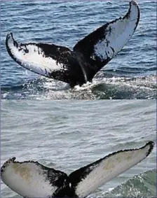  ??  ?? Like fingerprin­ts, the patterns of markings on the undersides of the tails of Humpback Whales are unique.