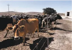  ??  ?? C Ranch dairy cows share the seashore grazing land with the thriving tule elk herd, which has grown since 1978 to near capacity for the land.