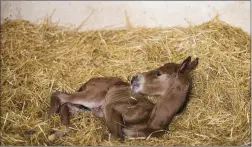  ??  ?? GOOD ODDS: Regardless of treatment, roughly 80 percent of foals with neonatal maladjustm­ent syndrome recover.