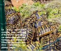  ??  ?? Le parc animalier compte  tortues d’Hermann hybrides, car mélangées avec des tortues des Balkans. Elles ne peuvent pas être relâchées en pleine nature.