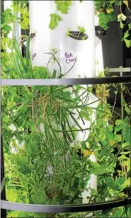  ?? DIGITAL FIRST MEDIA FILE PHOTO ?? This indoor Tower Garden grows vertically instead of horizontal­ly and can harvest plants all year long. Everything but root vegetables can be grown in the tower.