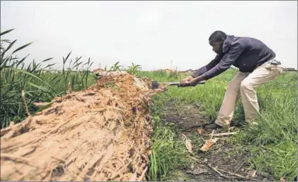  ??  ?? Spongy: Bongani Khumalo chops wood in the sewage-polluted wetland, which he then sells