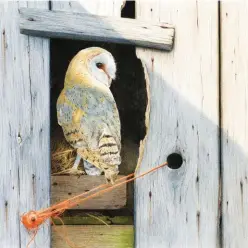  ??  ?? 2
Alan Woollett, Evening Barn Owl, Faber-Castell Polychromo­s pencil on Fabriano Artistico hot press paper.