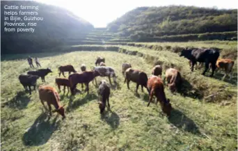  ??  ?? Cattle farming helps farmers in Bijie, Guizhou Province, rise from poverty
