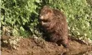 ??  ?? British beavers take their first swim video