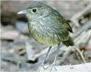  ?? PETER KAESTNER PHOTOS ?? Left: A Swinhoe’s Pheasant in Taiwan.
Right: A Cundinamar­ca Antpitta in Guyabetal, Colombia.