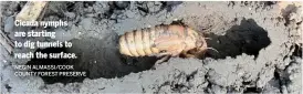  ?? NEGIN ALMASSI/COOK COUNTY FOREST PRESERVE ?? Cicada nymphs are starting to dig tunnels to reach the surface.