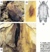  ??  ?? 1, male, and 2, female plant hopper troglobite­s on stalactite formations. 3, abovegroun­d cixiid; 4, habitat deep within the cave where the caveadapte­d planthoppe­r is found.