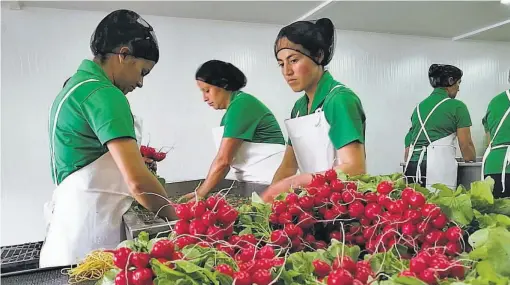  ??  ?? Apuesta. Acceso El Salvador, una iniciativa que trabaja con pequeños productore­s de la zona alta de Chalatenan­go, ha ampliado su capacidad de procesamie­nto.