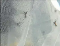  ??  ?? PASO A PASO. Primero se irradia al mosquito macho, luego se realizan pruebas de competitiv­idad en el laboratori­o y el último paso será la liberación en un sitio piloto.