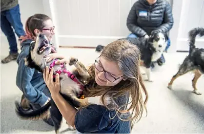  ??  ?? Kelsey Baran, center, who works at The Dog Stop, plays with one of the rescued dogs.