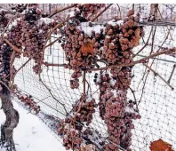  ?? FOTO: GETTY IMAGES/JHVEPHOTO ?? In der Region Niagara-on-the-Lake wird geerntet, wenn die Weintraube­n von Schnee bedeckt sind.