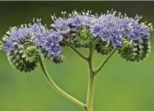  ??  ?? BLUE CURLS