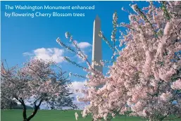  ?? ?? The Washington Monument enhanced by flowering Cherry Blossom trees