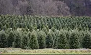  ?? BEN HASTY — MEDIANEWS GROUP ?? Trees in the field. At Beck Tree Farms in Richmond Township Tuesday afternoon December 1, 2020 where people were selecting Christmas Trees.