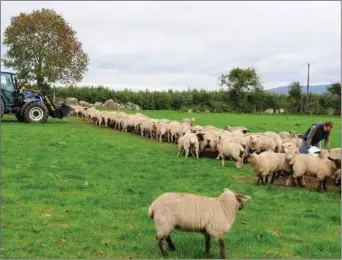  ??  ?? A growing lamb will eat around 4% of their bodyweight as dry matter per day.