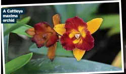  ?? ?? A Cattleya maxima orchid
