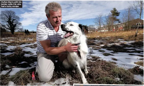  ??  ?? Hylton Marrs with his border collie Cid, who had a lucky escape