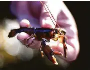  ?? Associated Press file ?? A new study suggests baby lobsters may not be able to survive by 2100 if the ocean’s temperatur­es continue to rise at the expected rate.