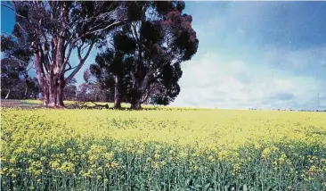  ??  ?? Trade barrier: Thousands of hectares of fields filled with canolas in bloom at a farmland in south-west Western Australia. The Australian government plans to impose new restrictio­ns on foreign purchases of electricit­y grids and agricultur­al land.